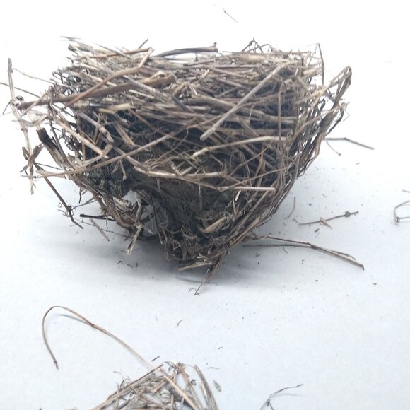 Authentic Natural Bird Nest 2011 Joplin Missouri Tornado Aftermath Unique Rustic - Picture 6 of 8